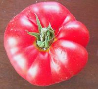 Tomato - Watermouth