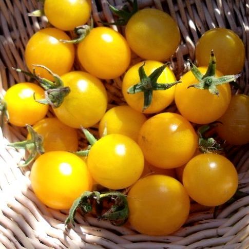 Tomato - Yellow Current Cherry