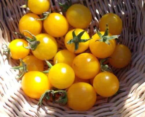 Tomato Yellow Current Cherry