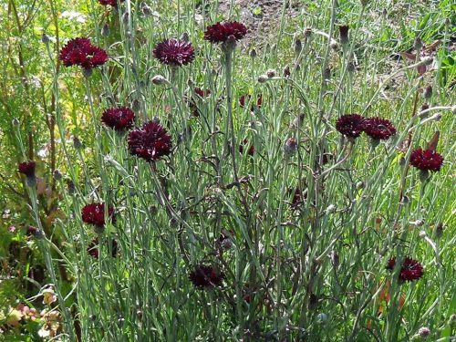 Cornflower-Batchelor's Button - Black Gem