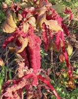Love Lies Bleeding - Heritage