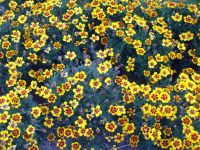 Marigold - Naughty Marietta