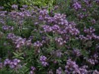 Phacelia