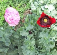 Poppy - Tyneside Mix