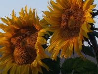 Sunflower - Giant Russian