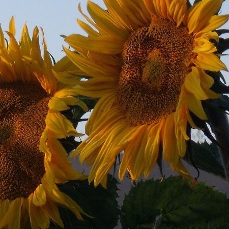 Sunflower - Giant Russian