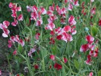 Sweet Pea - America