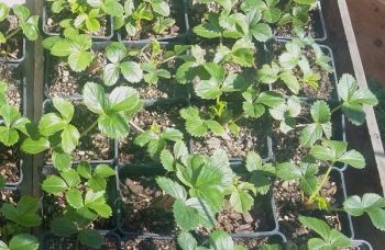Strawberry - Captain Cook Plant