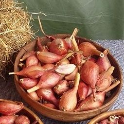 Egytian Tree Onion 