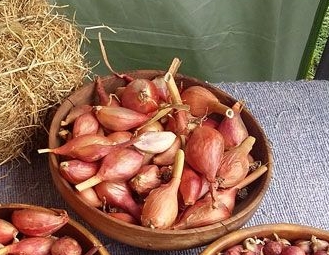 Egyptian Tree Onion Pack