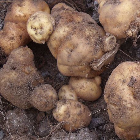 Potato - Hua Karoro