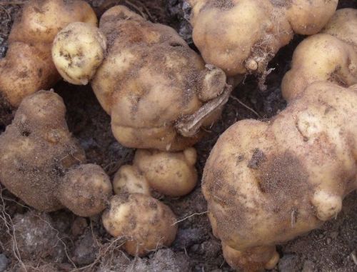 Potato - Hua Karoro