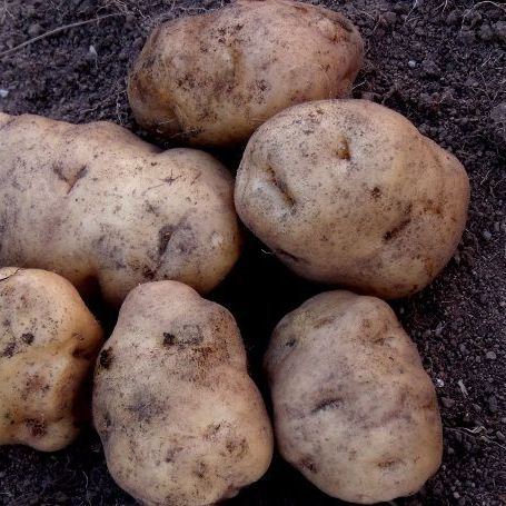 Potato - Matariki