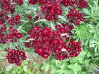 Sweet William - Heritage Mix
