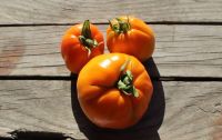 Tomato - Orange Crimea