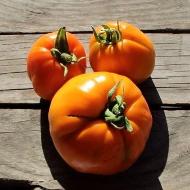 Tomato - Orange Crimea
