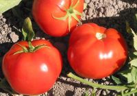 Tomato - Beefsteak Mix