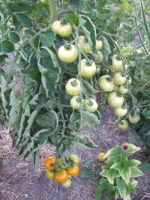 Tomato - Belarus Orange