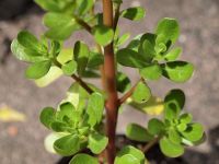 Purslane - Red & Gold