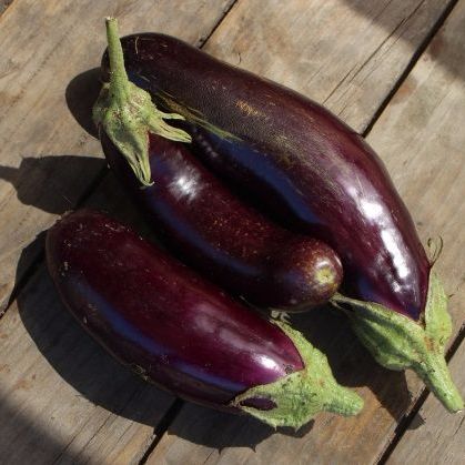 Eggplant - Early Long Purple