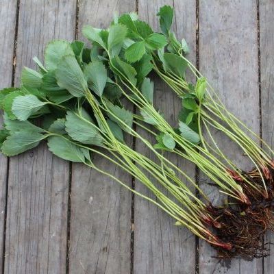 Strawberry - Captain Cook Bare Rooted Runner - 5 pack
