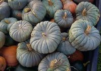 Pumpkin - Queensland Blue