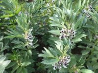 Broadbean - Scottish