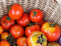 Tomato - Henry's Beefsteak