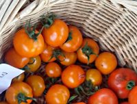 Tomato - Mini Orange