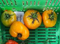 Tomato - Faribo Goldheart
