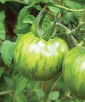 Tomato - Green Zebra