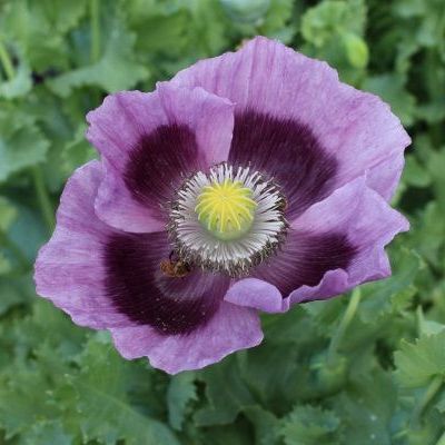 Poppy - Hungarian Blue Breadseed