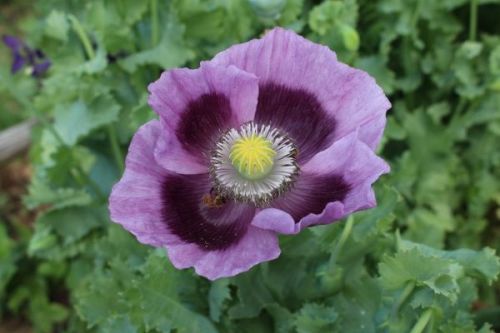 Poppy - Hungarian Blue Breadseed