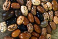 Bean - Cherokee Cornfield