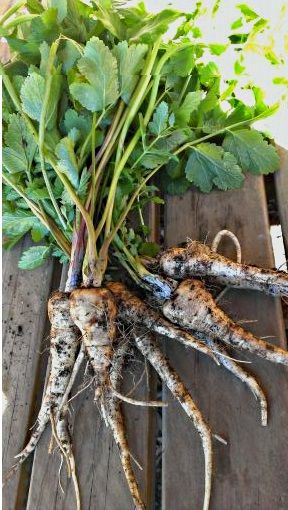 Parsnip - Hollow Crown