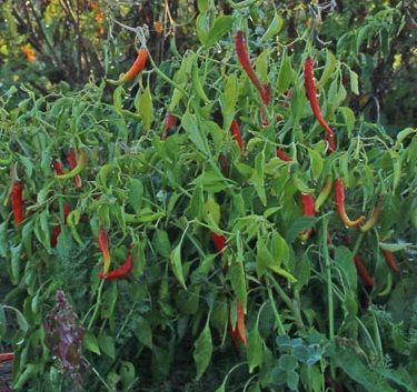 Chili - Cayenne Long Thin Seedling