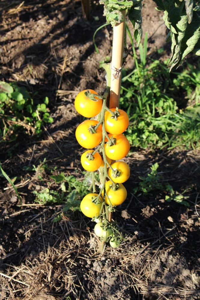 Tomato - Low Acid Seedling