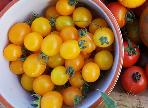 Tomato - Yellow Currant Seedling