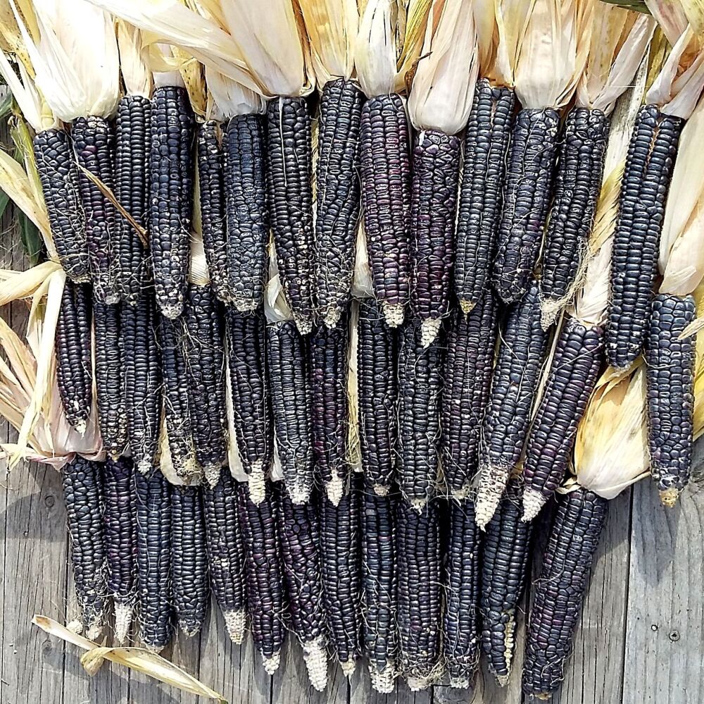 Corn - Black Navajo