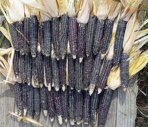 Corn - Black Navajo