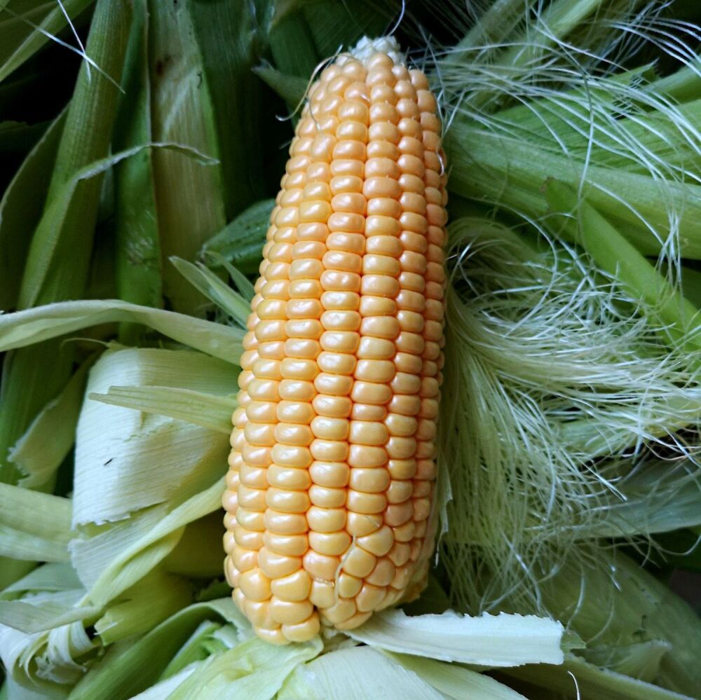 Corn - Early Gem