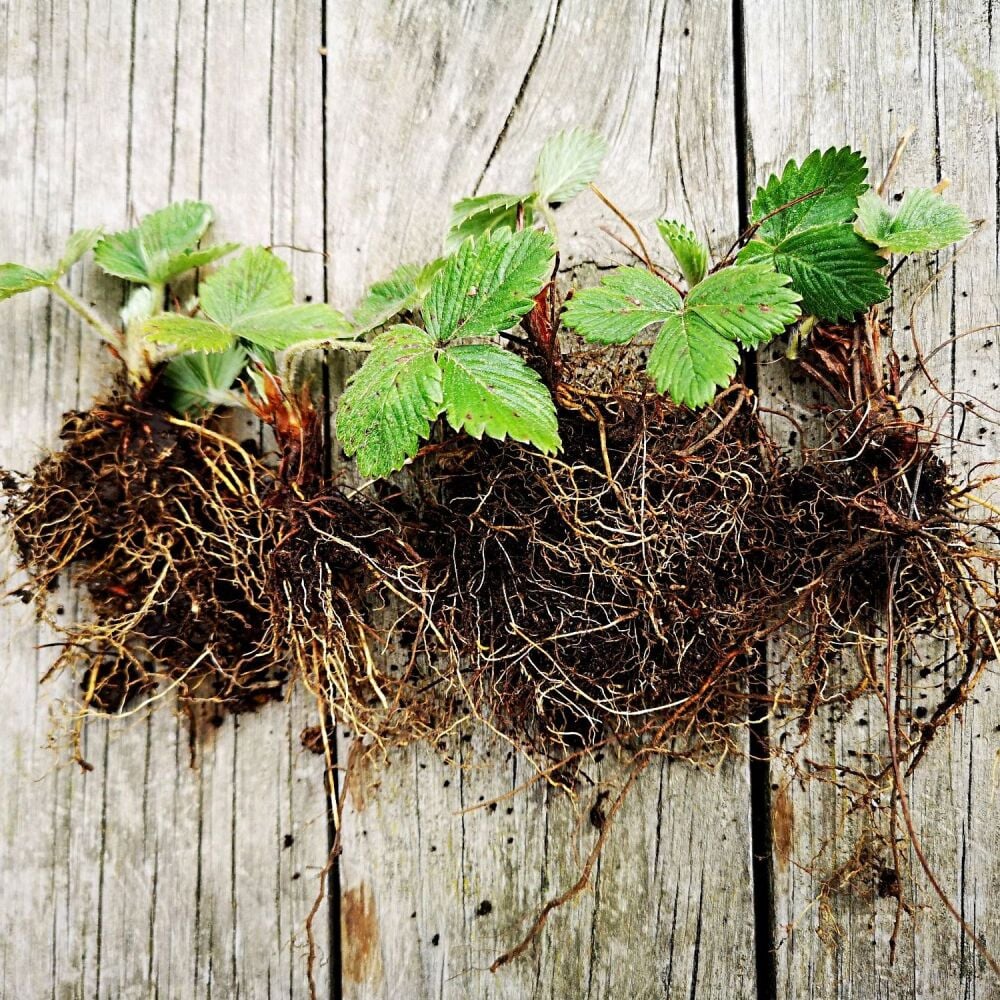 Strawberry - Alpine Bare Rooted Plant