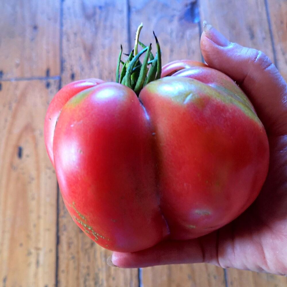 Tomato - Bulgarian Heart