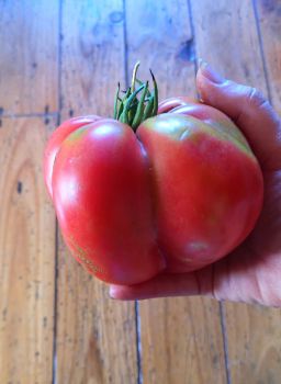 Tomato - Bulgarian Heart