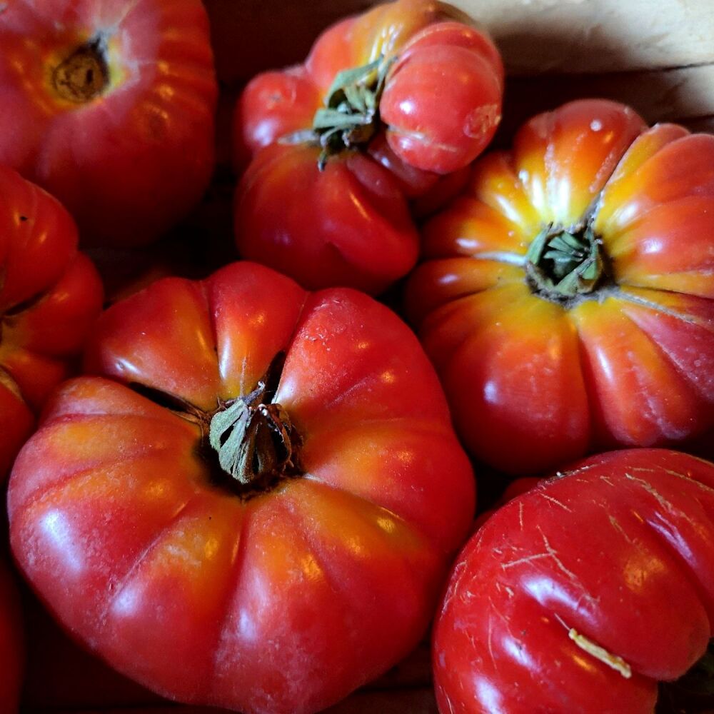 Tomato - Costoluto Fiorentina