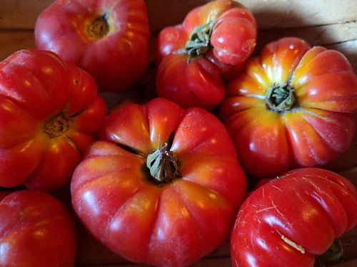 Tomato - Costoluto Fiorentina