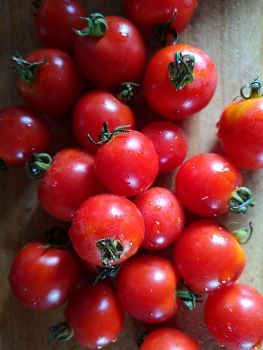 Tomato - Gardeners's Delight