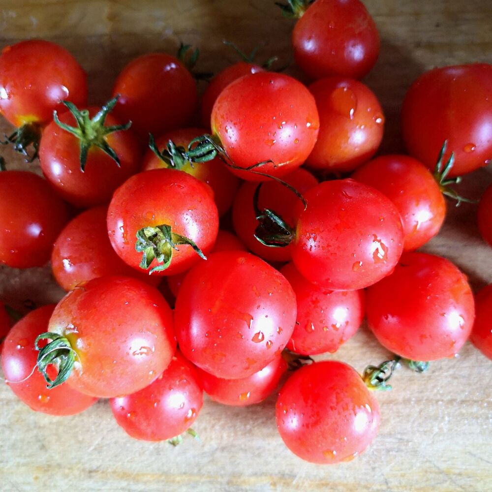 Tomato - Baxter's Bush