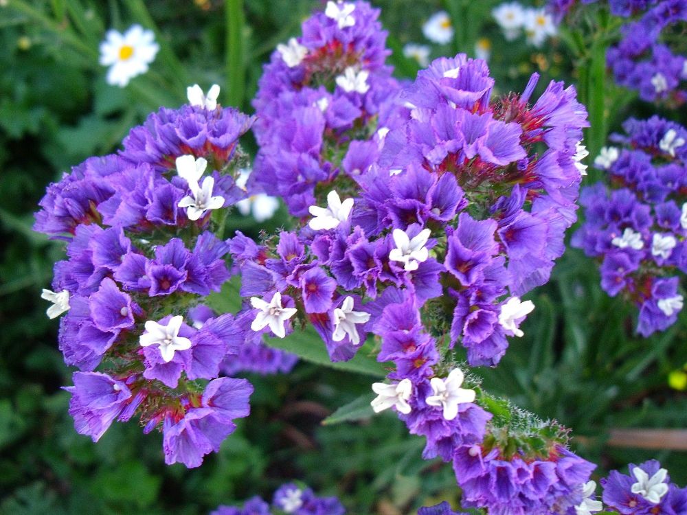 Statice Sea Lavender