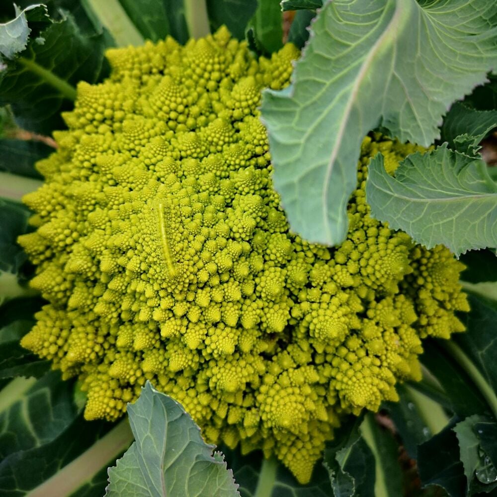 Broccoli - Romanesco
